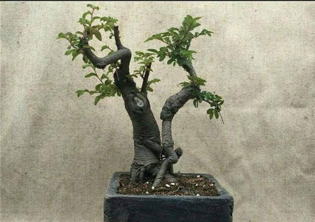 野生小叶榔榆上盆要注意4个事项