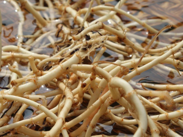 高尿酸的"死对头"发现了,每天喝几口,平衡尿酸,痛风或不来扰