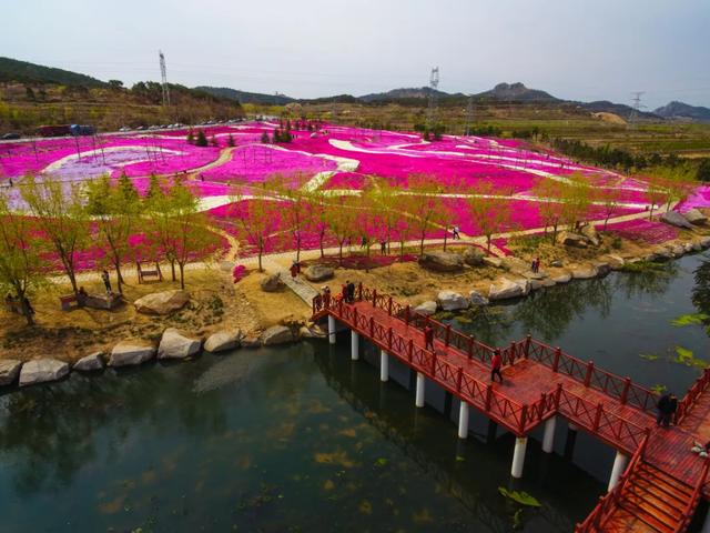 地表最美！比樱花还浪漫！爆火全网的芝樱花海咱山东也有！