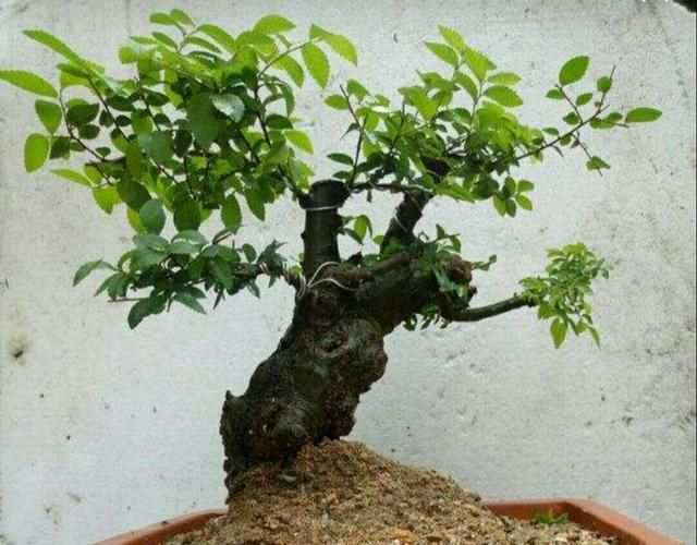 野生小叶榔榆上盆要注意4个事项