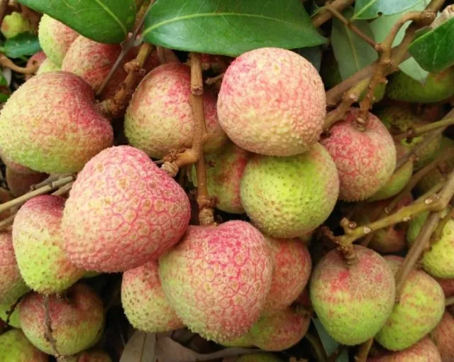 进入5月,广州增城"三月红"荔枝成熟了,你尝鲜了吗?