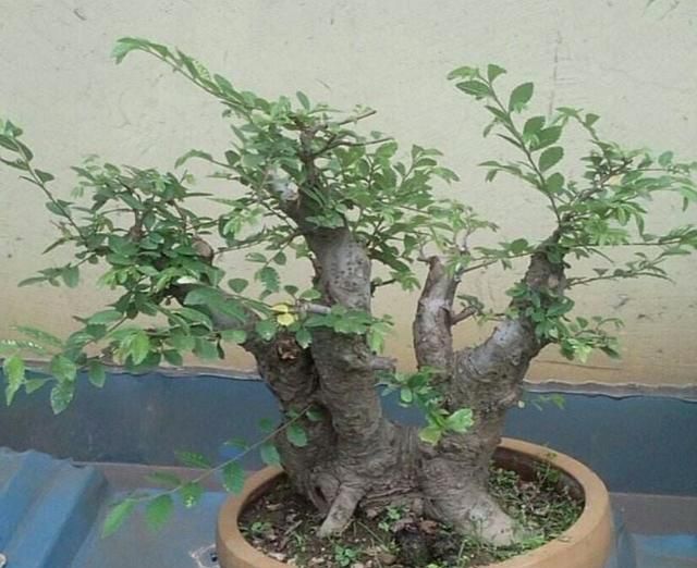野生小叶榔榆上盆要注意4个事项
