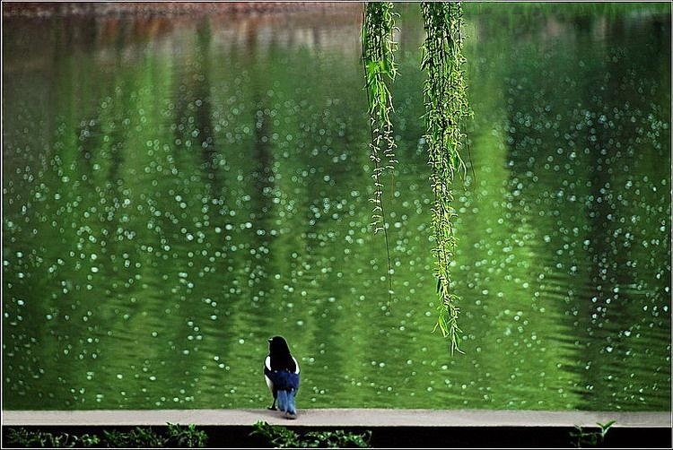 一阵阵疯狂的杨花柳絮