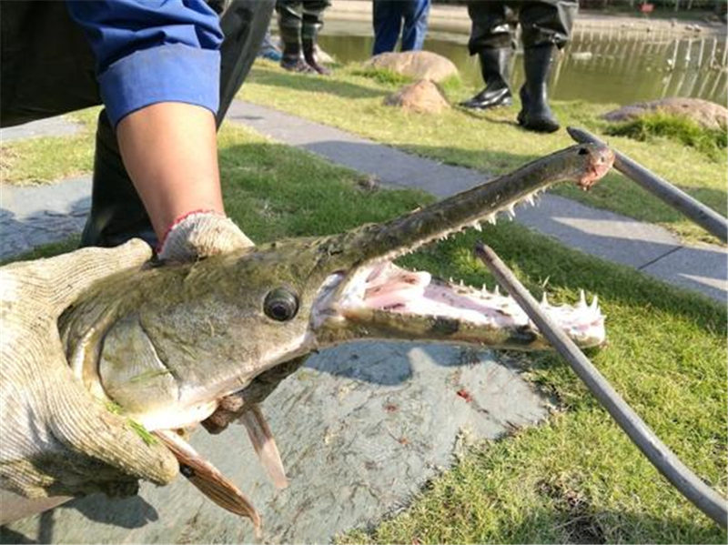 云南抚仙湖出现怪鱼,形似鳄鱼,牙齿看上去非常锋利,会攻击人
