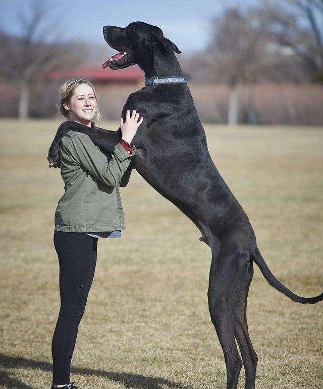 养只120斤的大丹犬是什么体验?每天消耗狗粮3斤多,喝水20斤