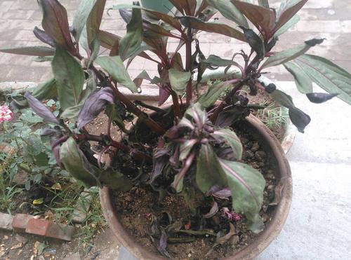 家里"死都不能种"的3类花草,谁种谁没钱,再富也会变穷!