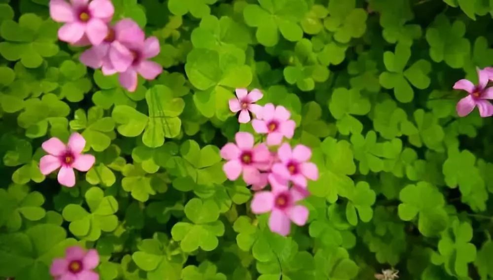 幸运草|花卉|养花_新浪新闻