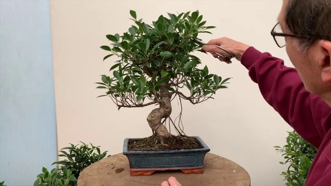 新手养盆景要注意四点,买来的红枫,榆钱和榕树盆景都能养好