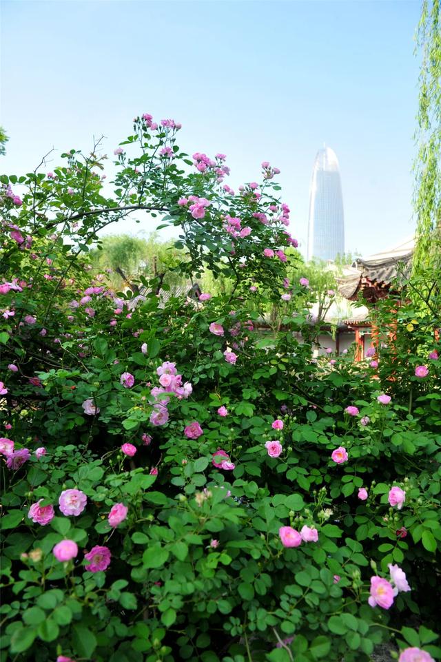 美炸!山东的蔷薇花进入盛花期,浓缩了夏日80%的浪漫风情!