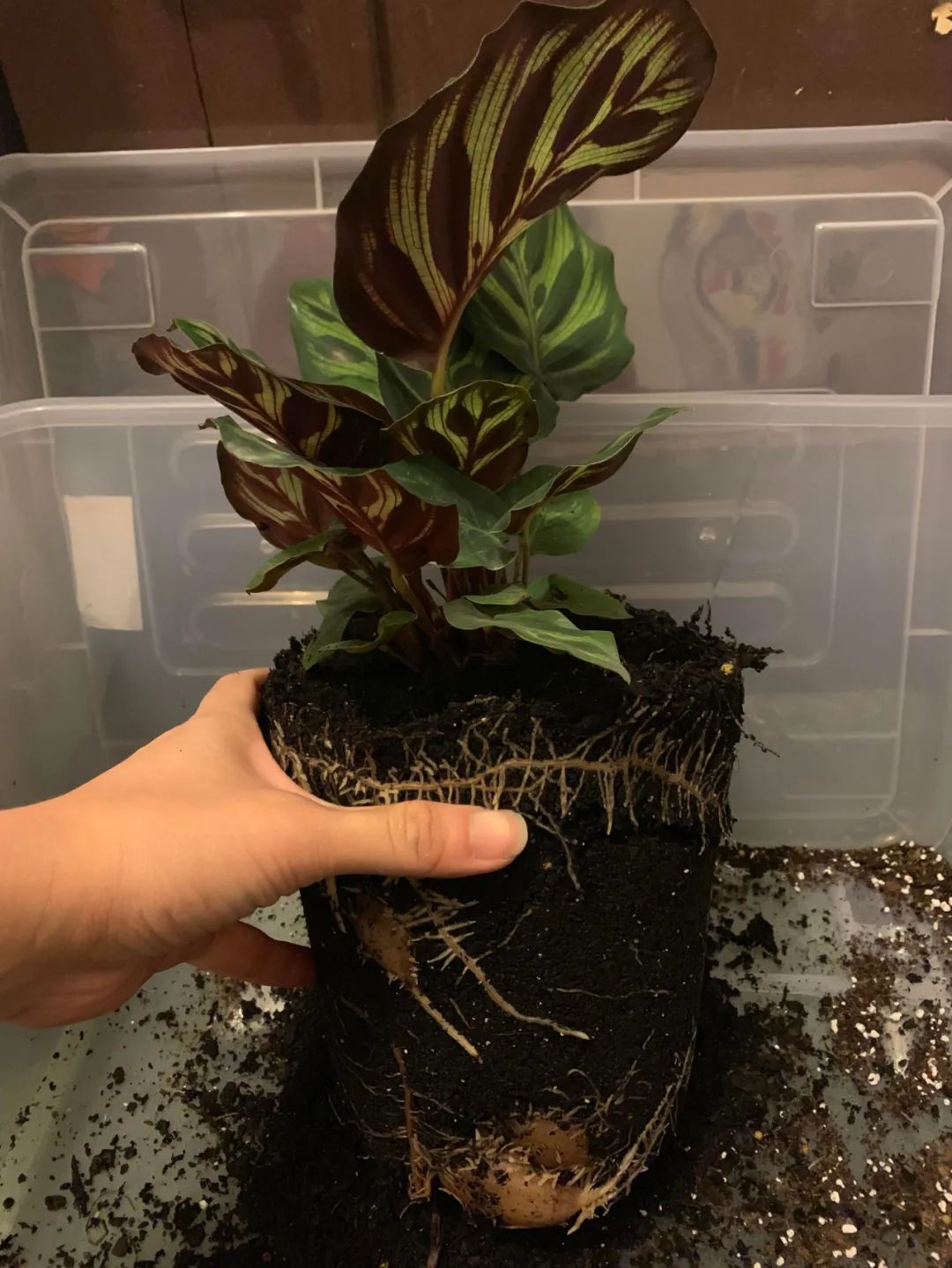 孔雀竹芋的叶子会像孔雀的羽毛一般张开闭合有很少的几率会开花