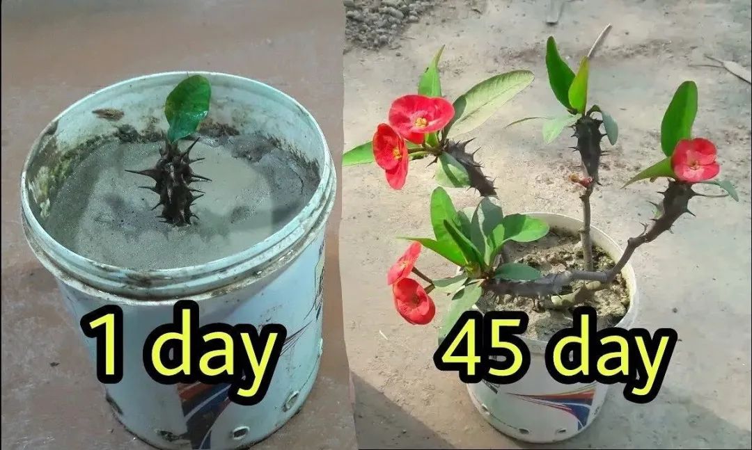 剪下来的虎刺梅枝条大概有9厘米长,枝条剪下来后不要急着扦插,可以先