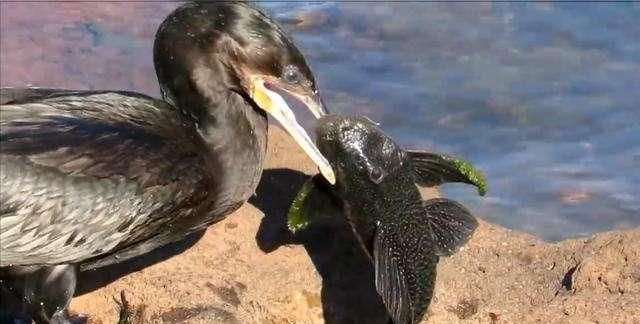 鸕鷀捕到一條清道夫正準備美餐一頓結果吃魚吃到懷疑鳥生