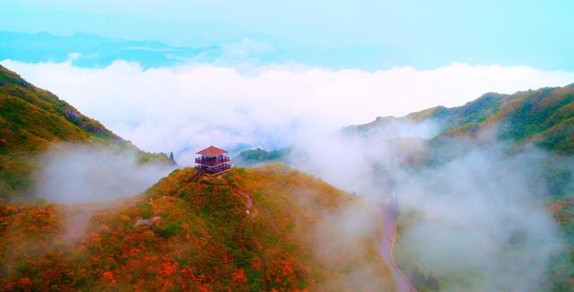 天气正好,大围山杜鹃花海盛况已到,相约赏花