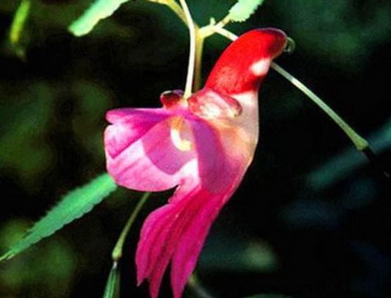 几种长相奇葩的花真是些奇怪的物种鬼斧神工的大自然