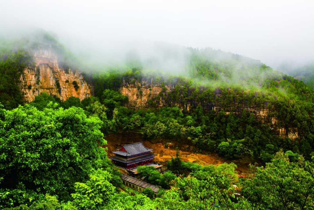 山东面积最大的高山槐花林，满山“飘雪”，花期正当时