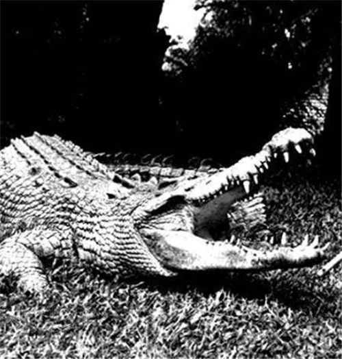 兰里岛之战千名日军进入红树林仅有500人走出鳄鱼意外立功