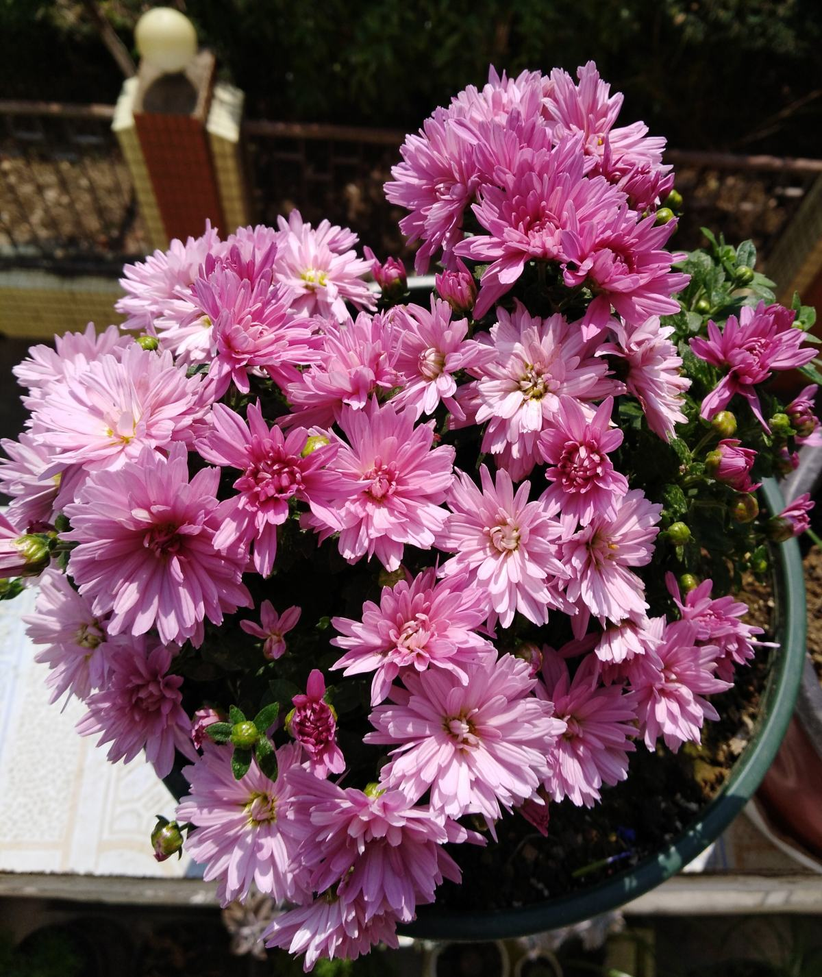 夏菊就是夏天开放的菊花,有时候一盆大的夏菊开花就能好几百朵.