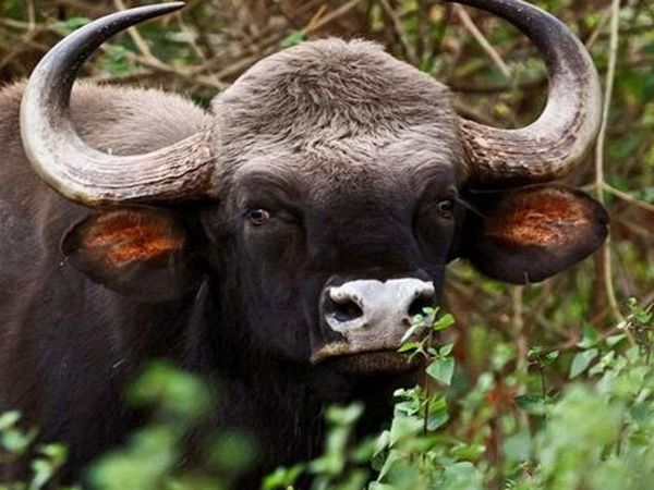 世界上最"凶猛"的牛,是现实版的"牛魔王"!老虎见了吓破胆