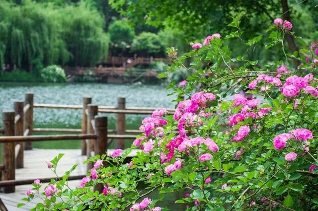 美炸!山东的蔷薇花进入盛花期,浓缩了夏日80%的浪漫风情!
