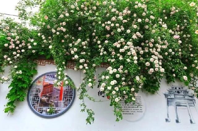 美炸!山东的蔷薇花进入盛花期,浓缩了夏日80%的浪漫风情!