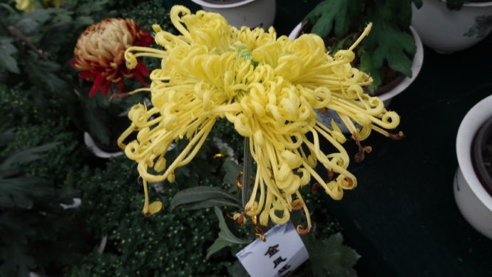 想养花种草,试试金凤还巢,花开美颜似金凤飞舞,花姿高贵优雅