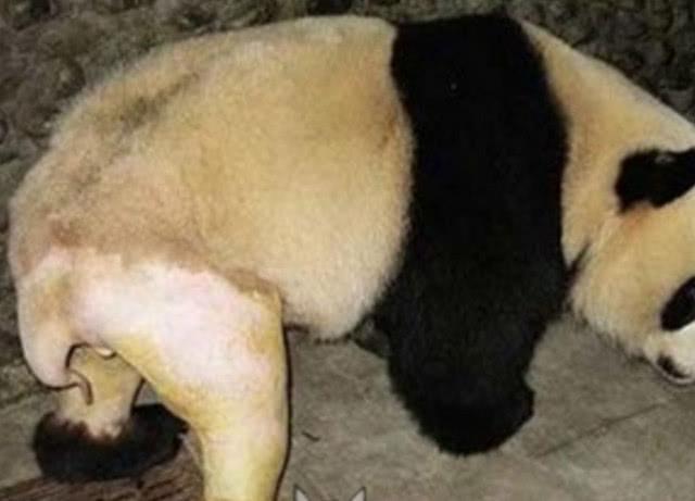 大熊猫摔伤骨折,下半身毛剃掉后,露出小尾巴,模样太扎心了