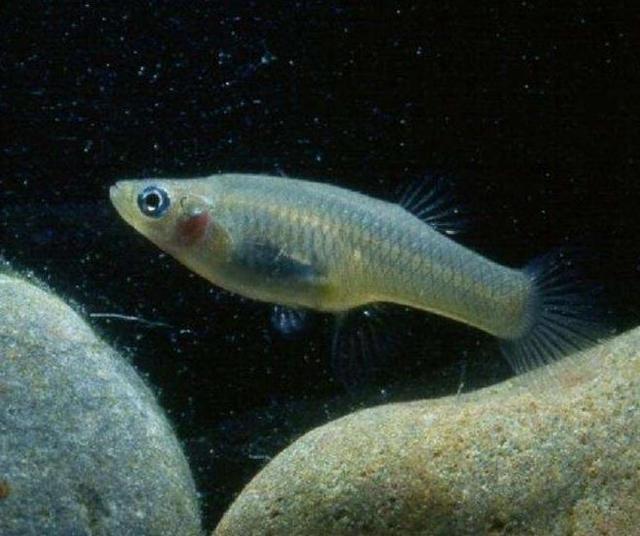 从美国引进的食蚊鱼如今已在国内泛滥吃货们也束手无策