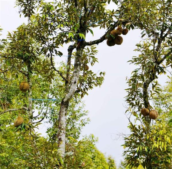 一棵榴莲树上可以长400个榴莲,明明很高产,为何还卖这么贵?