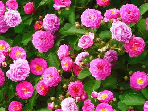 羡慕人家的蔷薇花满枝 掌握4个养护要点 开花丰硕爬满墙 羡慕人家的蔷薇花满枝 掌握4个养护要点 开花丰硕爬满墙