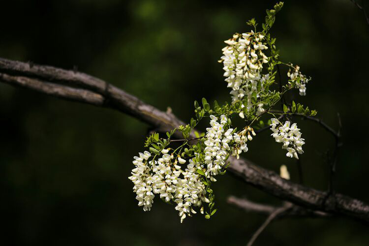 山东面积最大的高山槐花林，满山“飘雪”，花期正当时