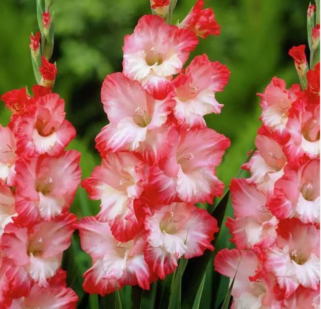 1种花耐旱好养,一养就爆盆,意喻节节高升,美爆阳台!