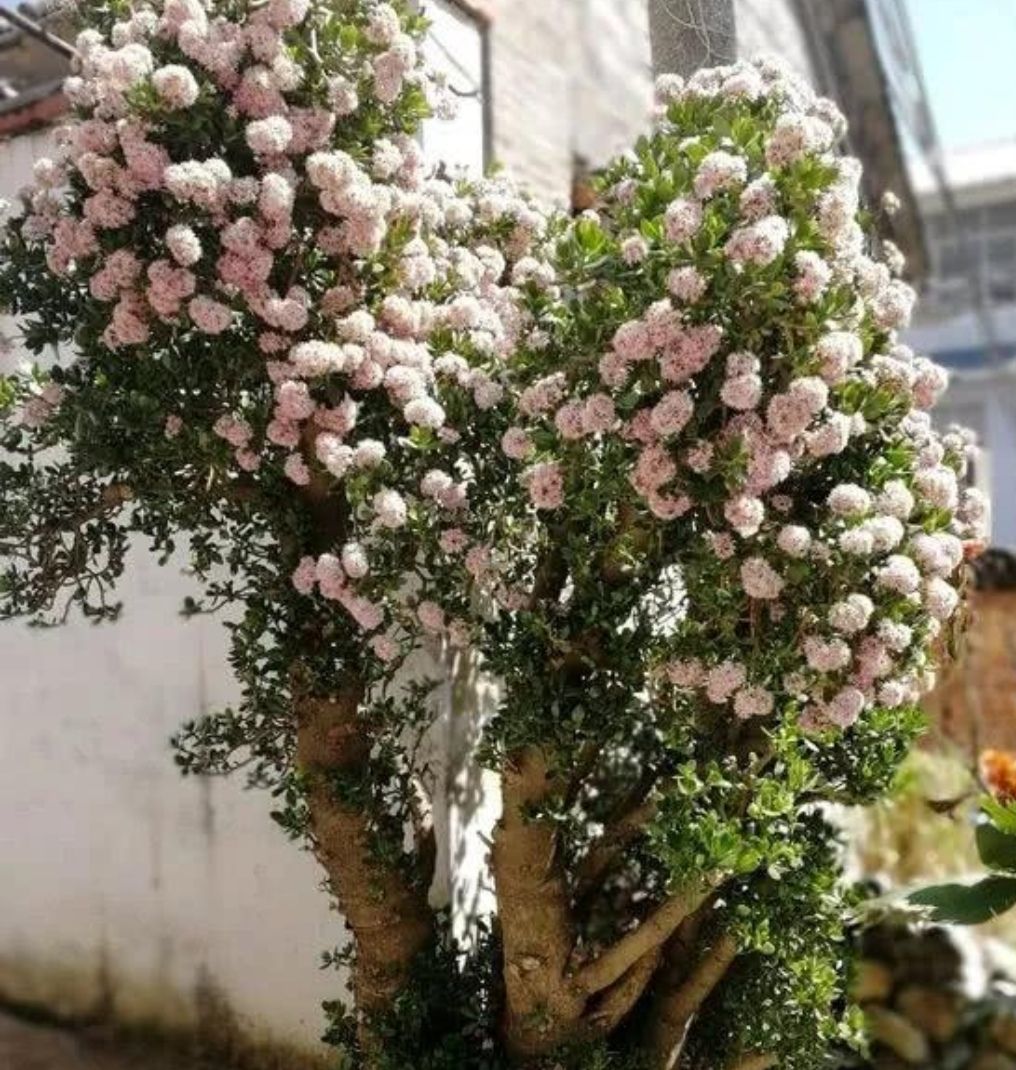 养了多年玉树不开花只因少做了几件事现在做也不晚