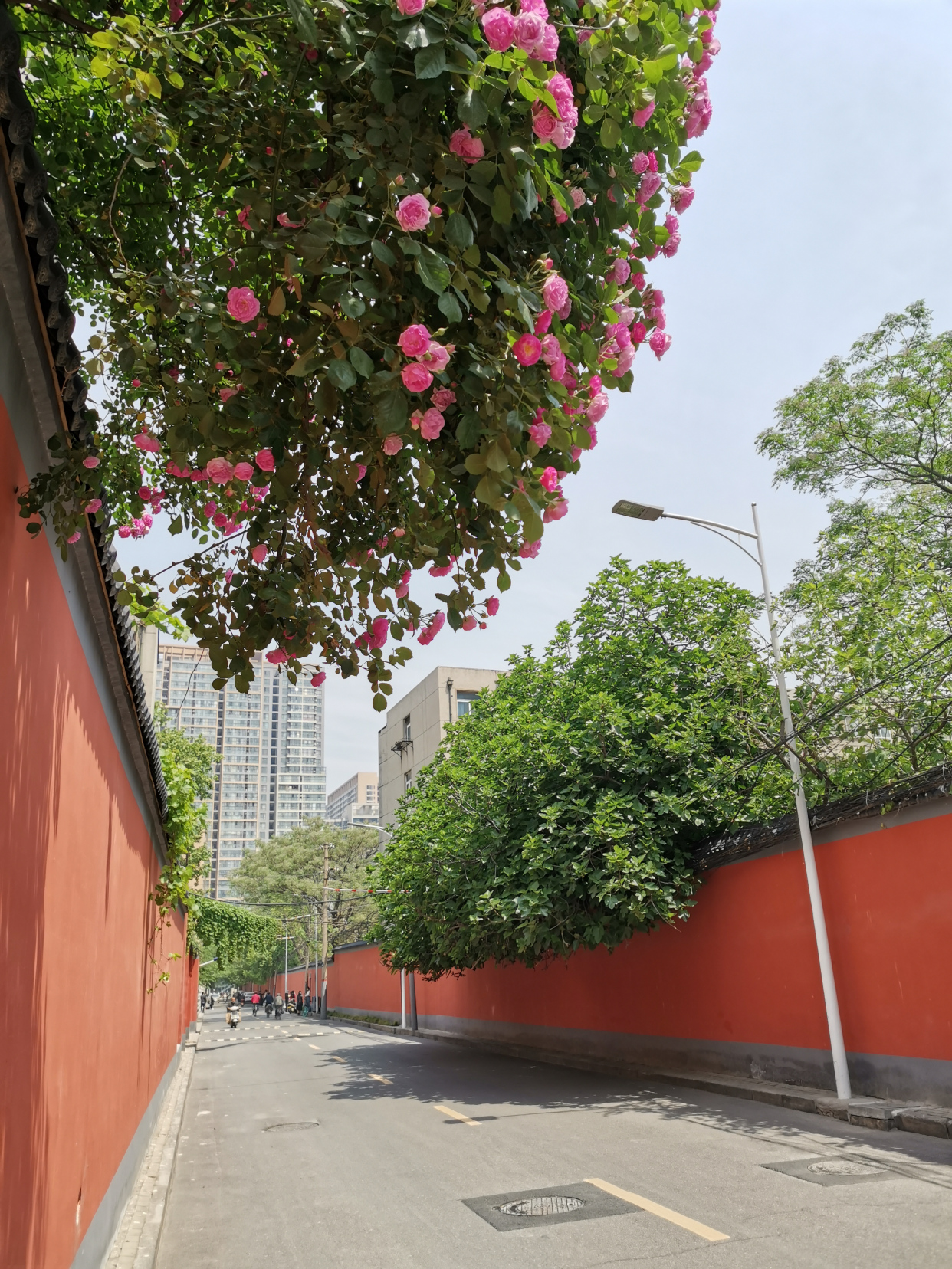 郑州最浪漫的小巷:800米长,因名字而火,女孩纷纷来拍