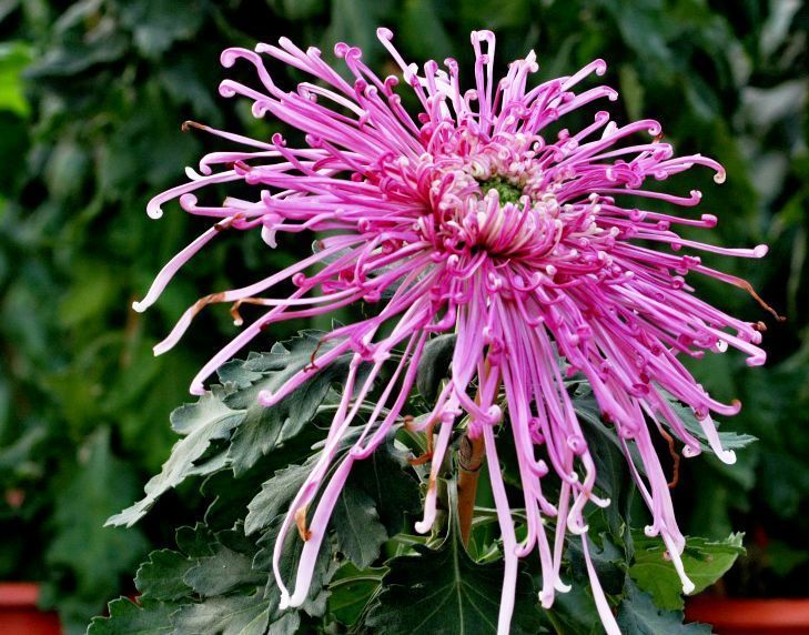 想养花种草,试试金凤还巢,花开美颜似金凤飞舞,花姿高贵优雅