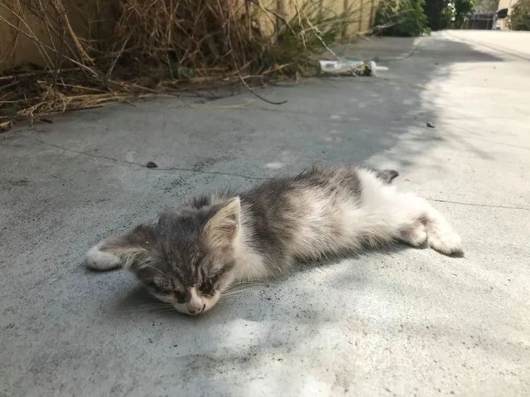 路边发现只奄奄一息的小奶猫救助回来之后发现人家原来貌美如花