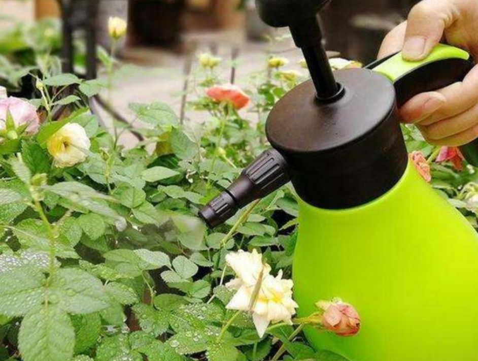 花盆里招小虫子,教你用6种方法来除虫,方法很简单