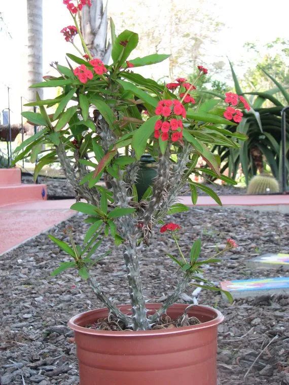 虎刺梅盆栽常年可以开花,很难养死,这就是为啥它浑身长满尖刺,还有人