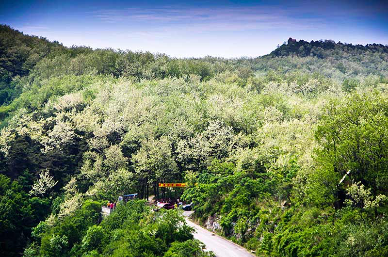山东面积最大的高山槐花林，满山“飘雪”，花期正当时