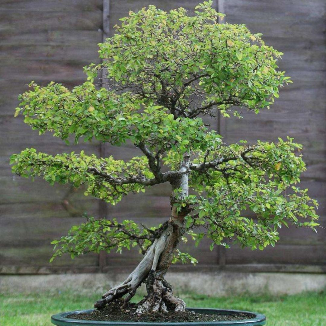 野外小叶榆树,也能制作成美观盆景,只需做好这个步骤