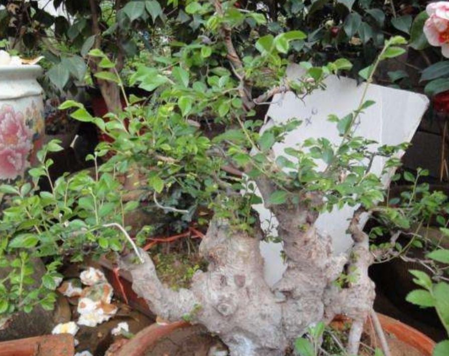 野外小叶榆树,也能制作成美观盆景,只需做好这个步骤