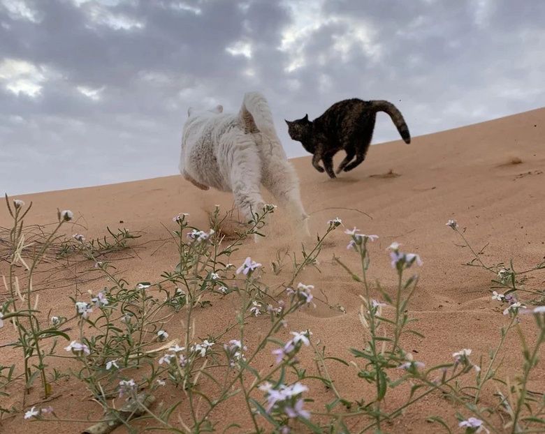 几分钟之后,就成了real沙皮猫!"只要脸干净就不影响本喵的俊美!