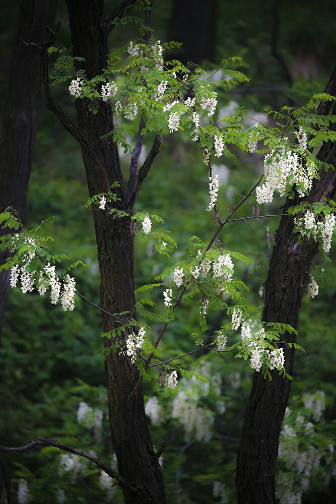 山东面积最大的高山槐花林，满山“飘雪”，花期正当时