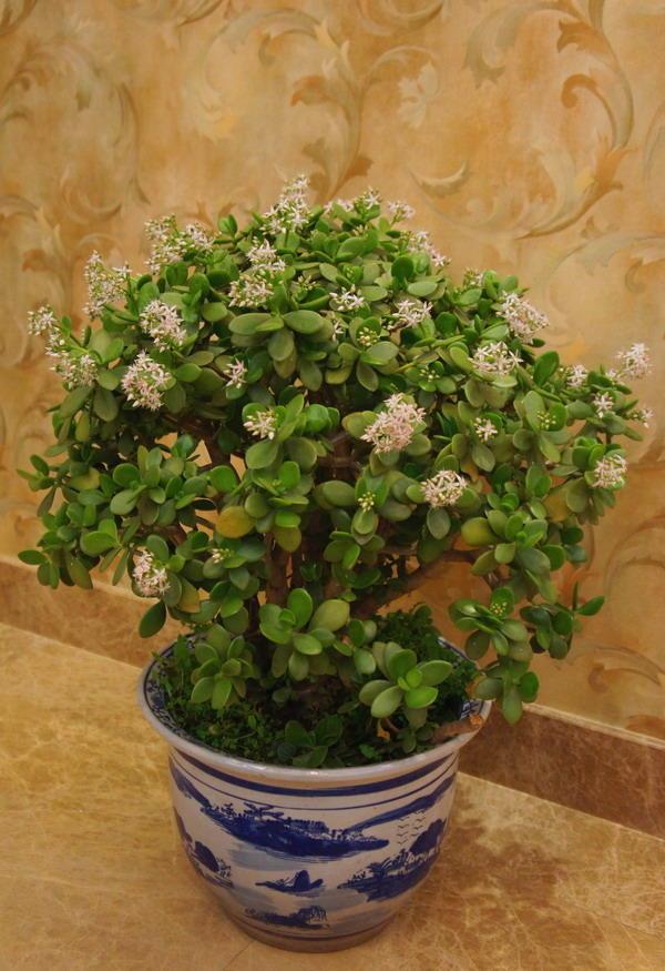 玉树叶片肥厚颜值高这样养能开花绿叶配上白花可真美