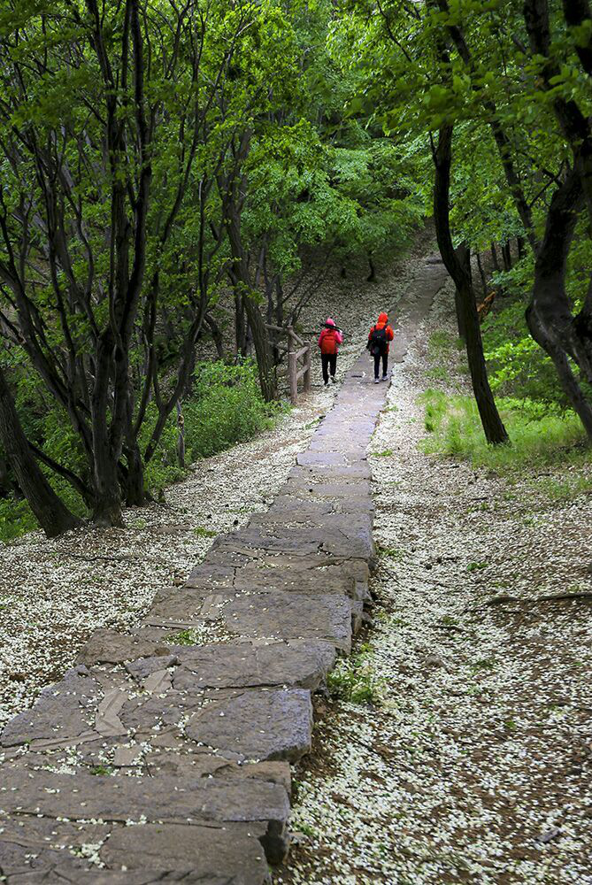 山东面积最大的高山槐花林，满山“飘雪”，花期正当时