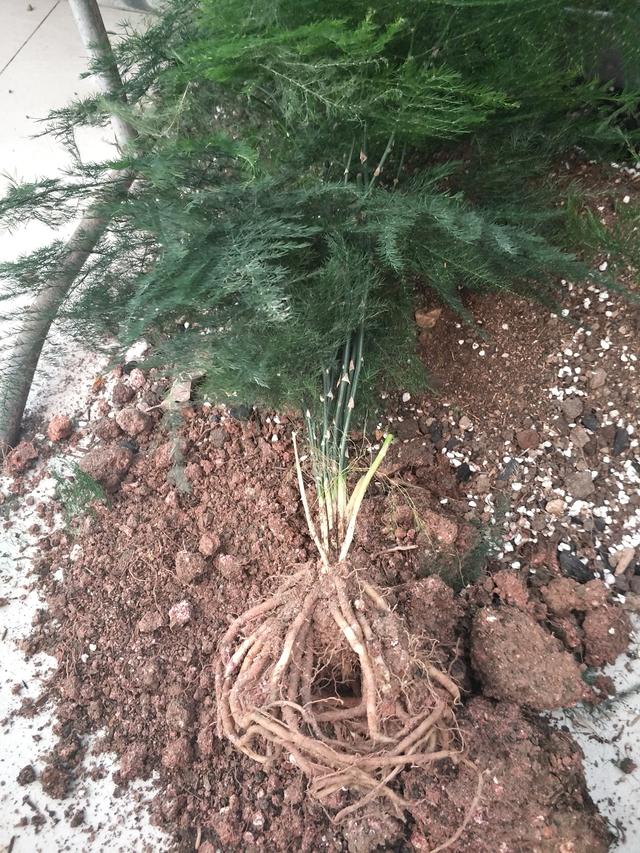 用这几个巧方法,新芽似竹笋,一个月"窜"出一大截|文竹|黄叶|根系_新浪