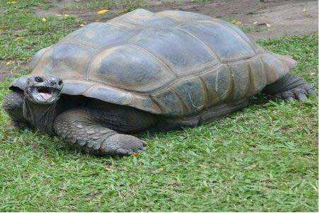 世界上最大的乌龟,体重近1吨,因人类的一种遗弃物接近灭绝