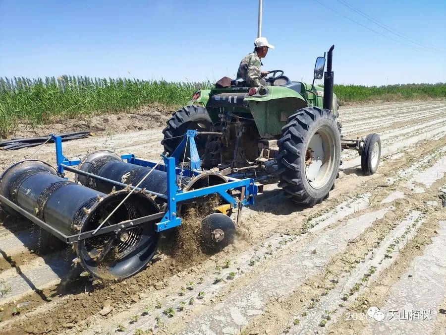 棉苗高脚,适时做好化控工作