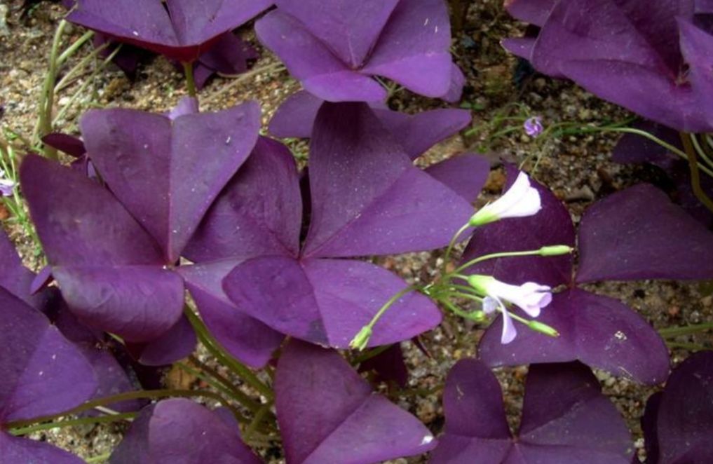 颜色鲜艳,叶形优美,比花还好看|酢浆草|紫叶酢浆草|植株_新浪新闻