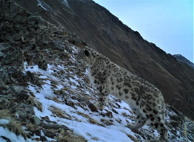 我,一个雪豹保护者,从业路上的最大障碍居然是:脸盲?