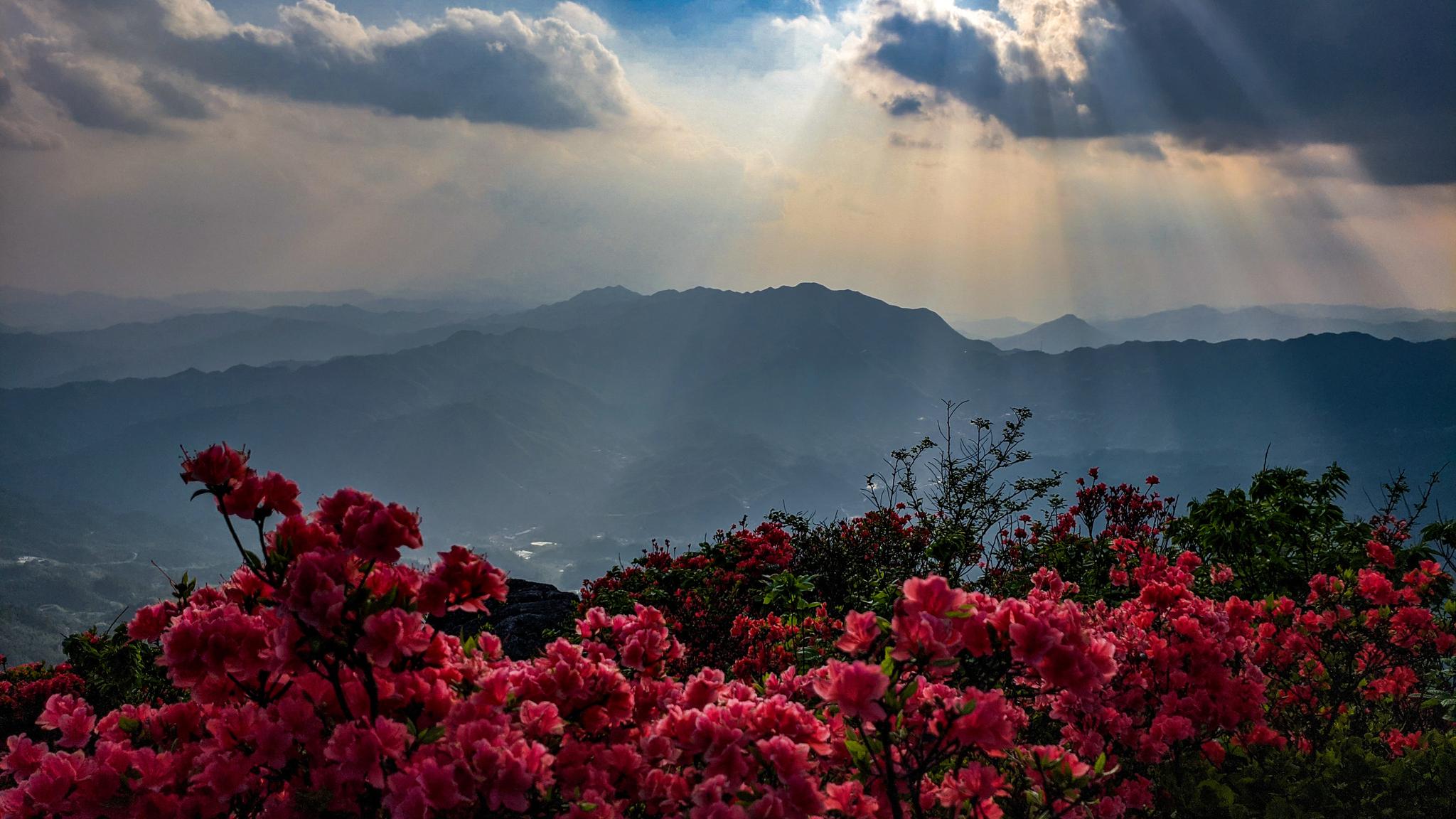湖南桂阳千米海拔之上 万亩野生映山红怒放 漫山遍野绵延数十公里